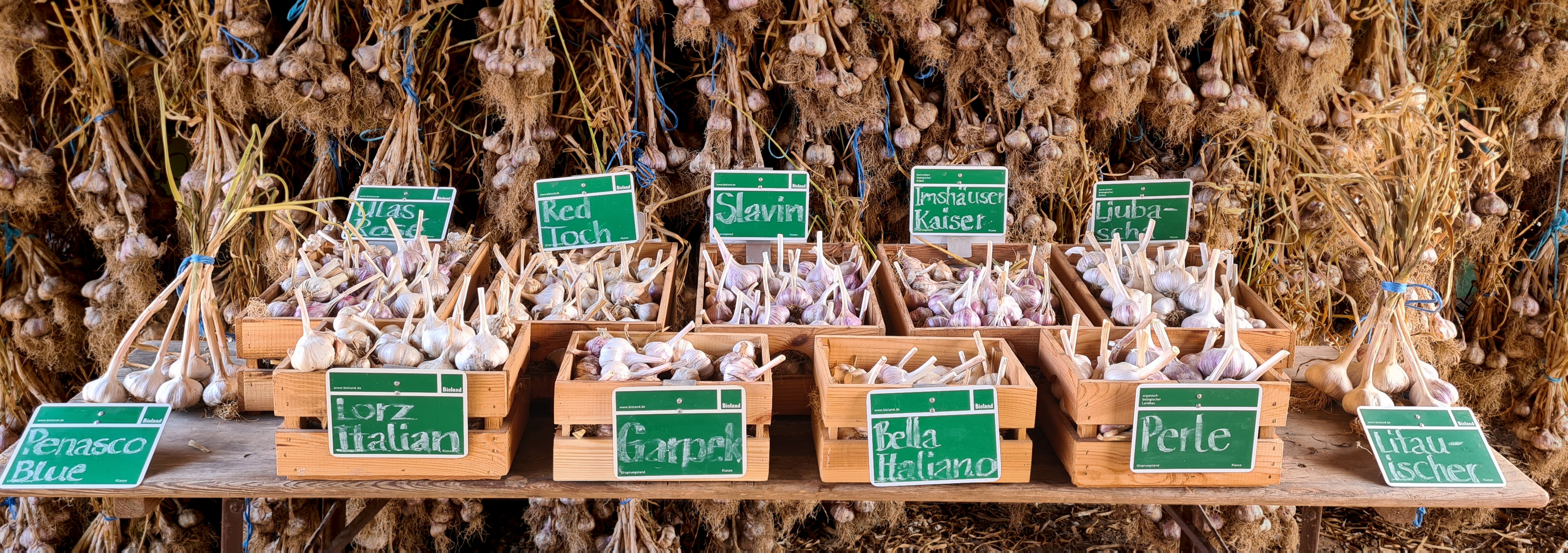 Knoblauch-Sortenvielfalt
