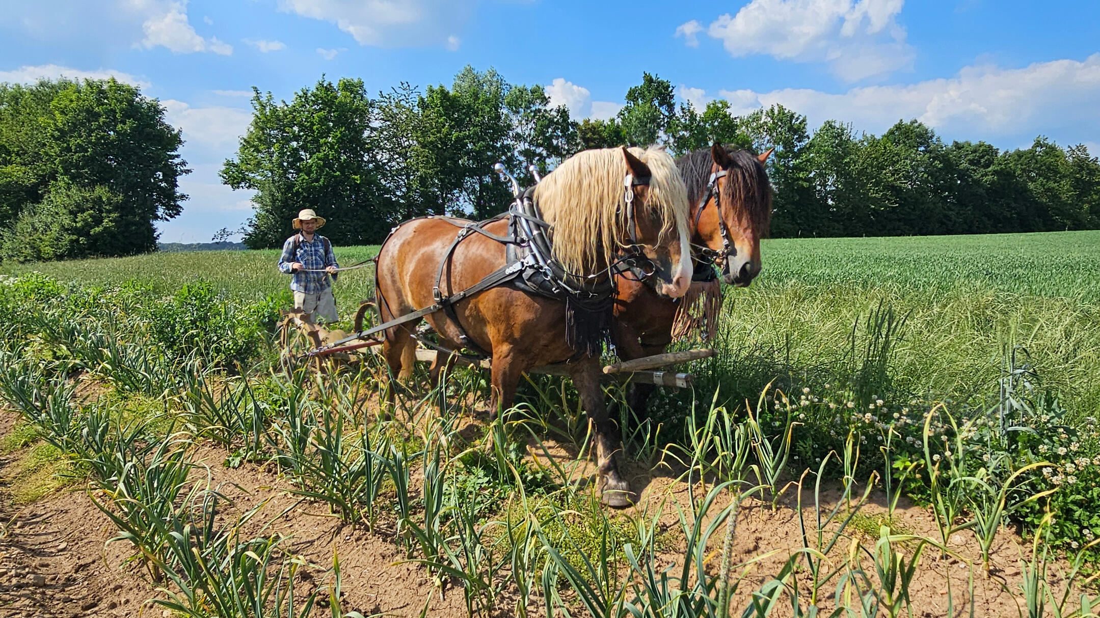Knoblauch-Ernte mit unseren Pferden Kema und Fritz