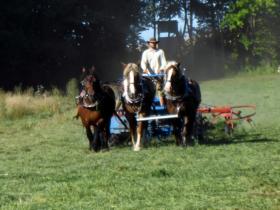 Luzerne-Gras wenden mit Fritz, Isis und Lilli vor einem Schmitz-Vorderwagen mit bodengetriebener Zapfwelle mit Nachläufer und einen 4-Kreisel Heuwender