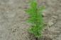 Preview: Junges Pflänzchen: schön erkennbar die fein gefiederten Blättchen
