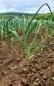 Preview: Thai: Frisch-Knoblauch Thai auf dem Feld