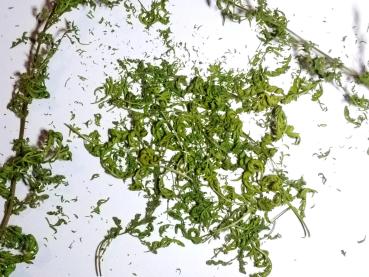 Feinste Blattware unserer Artemisia annua