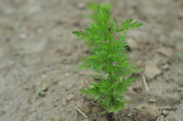 Junges Pflänzchen: schön erkennbar die fein gefiederten Blättchen