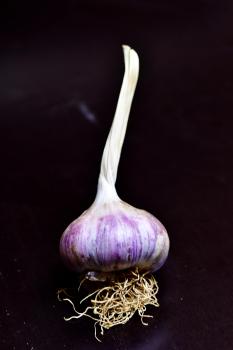 Red Toch: Der vollmundige Softneck-Knoblauch aus Georgien