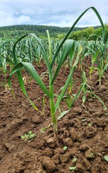 Thai: Frisch-Knoblauch Thai auf dem Feld