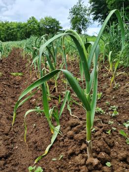 Thai: Frisch-Knoblauch Thai auf dem Feld