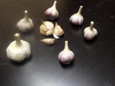 aktuelle Größe unten - Größenvergleich der Sortierungen beim Litauischen Knoblauch