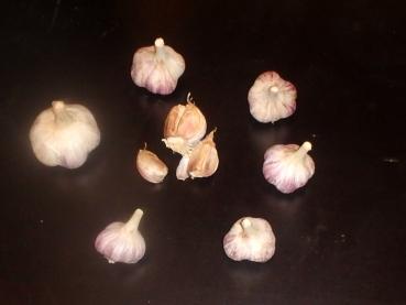 aktuelle Größe unten - Größenvergleich der Sortierungen beim Litauischen Knoblauch