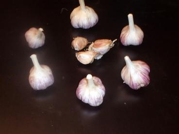 aktuelle Größe unten - Größenvergleich der Sortierungen beim Litauischen Knoblauch