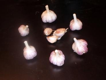 aktuelle Größe unten - Größenvergleich der Sortierungen beim Litauischen Knoblauch