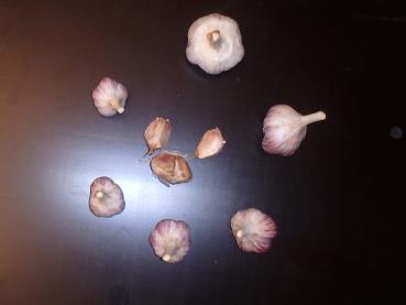aktuelle Größe unten - Größenvergleich der Sortierungen beim Litauischen Knoblauch
