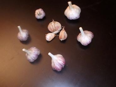 aktuelle Größe unten - Größenvergleich der Sortierungen beim Litauischen Knoblauch