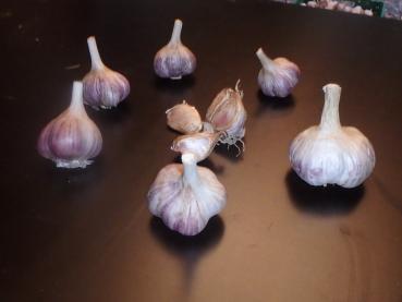 aktuelle Größe unten - Größenvergleich der Sortierungen beim Litauischen Knoblauch