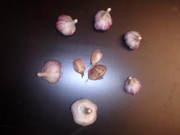 aktuelle Größe unten - Größenvergleich der Sortierungen beim Litauischen Knoblauch