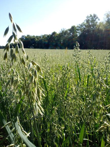 So wächst unser Schwarzhafer auf dem Feld