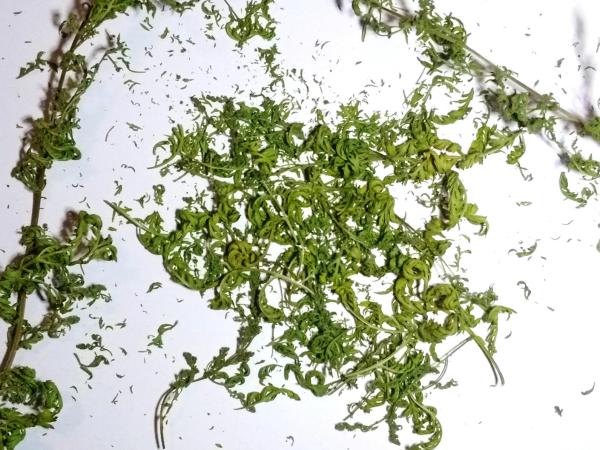 Feinste Blattware unserer Artemisia annua