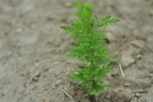 Junges Pflänzchen: schön erkennbar die fein gefiederten Blättchen