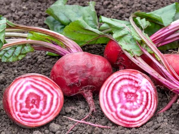 übsches Farbspiel aus roten und weißen Ringen