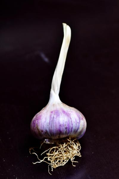 Red Toch: Der vollmundige Softneck-Knoblauch aus Georgien