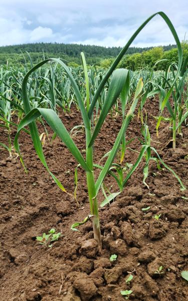 Thai: Frisch-Knoblauch Thai auf dem Feld
