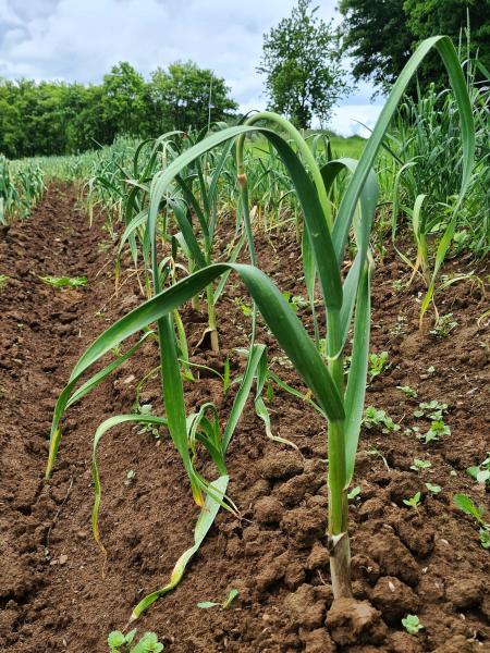Thai: Frisch-Knoblauch Thai auf dem Feld