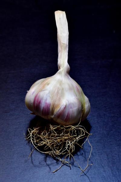 L'ail violet: Der „lila Knoblauch aus Südfrankreich“