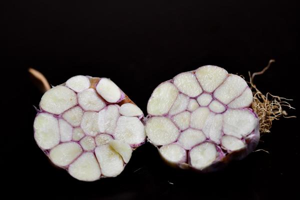 aufgeschnittene Knoblauchzwiebel von L'ail violet