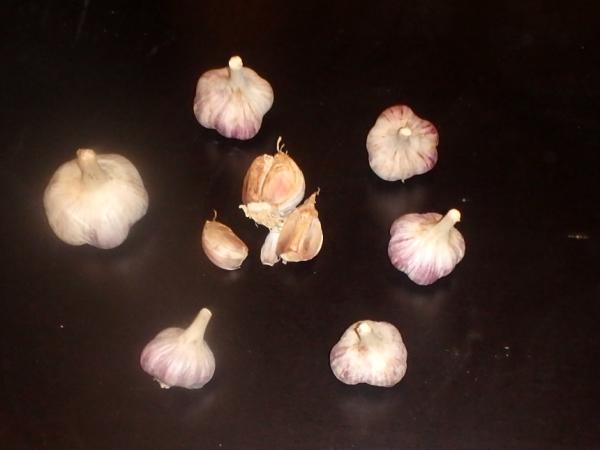 aktuelle Größe unten - Größenvergleich der Sortierungen beim Litauischen Knoblauch
