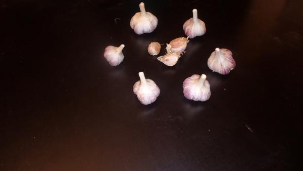aktuelle Größe unten - Größenvergleich der Sortierungen beim Litauischen Knoblauch