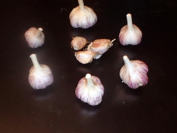aktuelle Größe unten - Größenvergleich der Sortierungen beim Litauischen Knoblauch