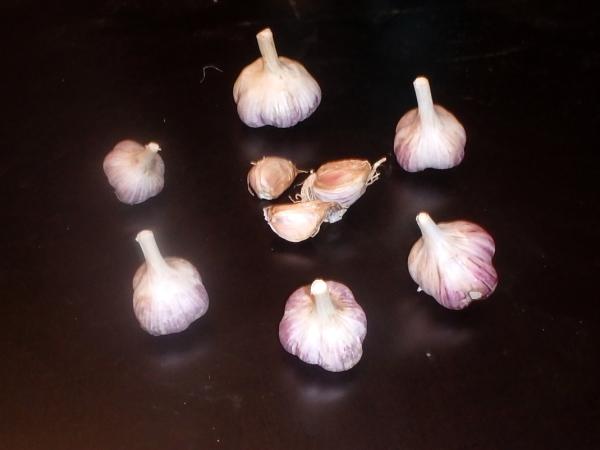 aktuelle Größe unten - Größenvergleich der Sortierungen beim Litauischen Knoblauch