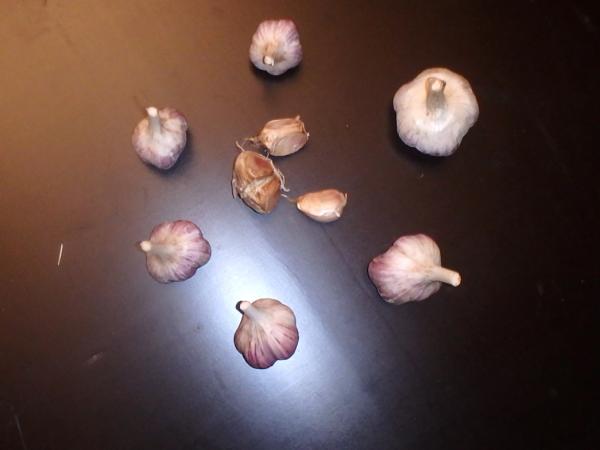 aktuelle Größe unten - Größenvergleich der Sortierungen beim Litauischen Knoblauch