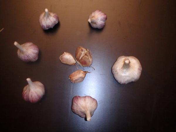 aktuelle Größe unten - Größenvergleich der Sortierungen beim Litauischen Knoblauch