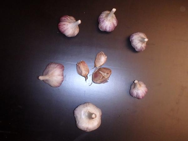aktuelle Größe unten - Größenvergleich der Sortierungen beim Litauischen Knoblauch