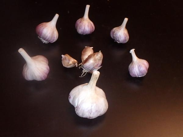 aktuelle Größe unten - Größenvergleich der Sortierungen beim Litauischen Knoblauch