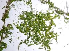 Feinste Blattware unserer Artemisia annua