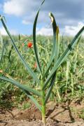 Perle Knoblauch auf dem Feld