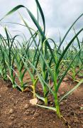 Perle Knoblauch auf dem Feld