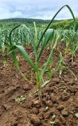 Thai: Frisch-Knoblauch Thai auf dem Feld